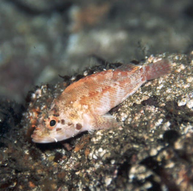 Scorpaenodes littoralis (Scorfano puntinato)